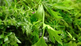 Closeup view of parsley in garden with water steam , for plants and vegetables advertising