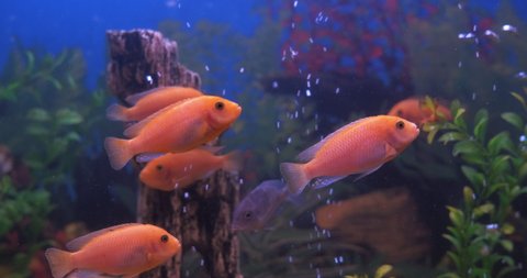 Colorful cichlids. Many decorative colorful cichlids relax in the water in aquarium.