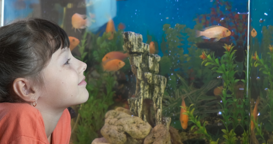 Watching fishes home. A girl watch at her tropical decorative fishes in her domestic aquarium. | Shutterstock HD Video #1083961021