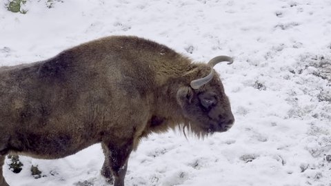 Bison bonasus - European bison walks on snow view from the top. Winter season in Lithuania Europe.

European species of bison. It is one of the extant species.