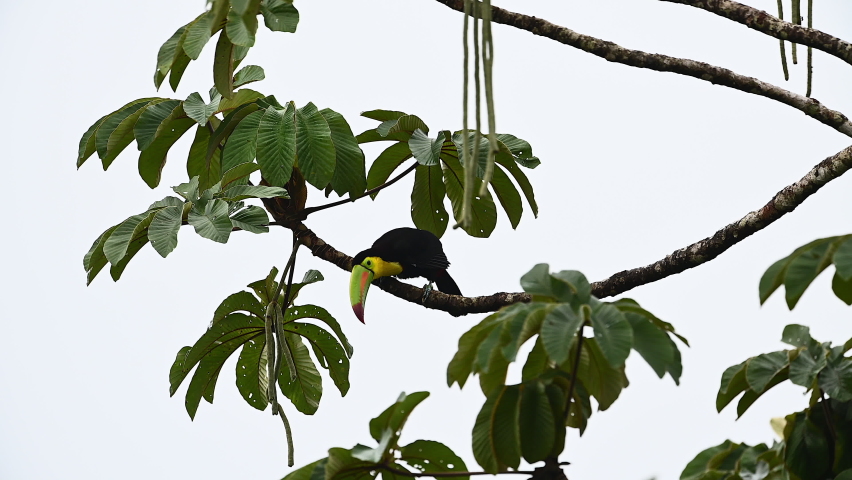 Keel-billed Toucan (Ramphastos sulfuratus) perched on branch of Ambay pumpwood (Cecropia pachystachya) tree.
