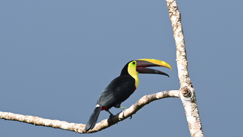 Black-mandibled toucan (Ramphastos ambiguus) perched on branch
