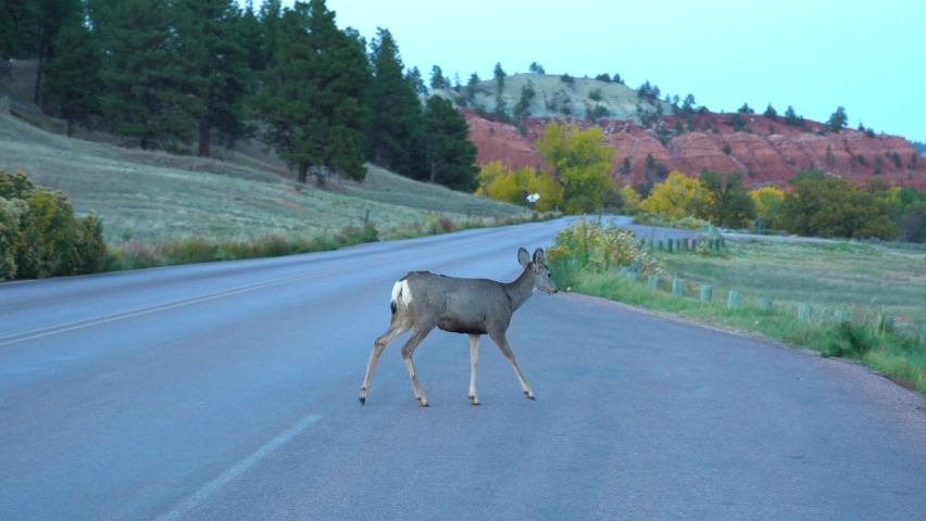 Mule Deer on a Road at Devils Tower National Monument. Wyoming, USA.