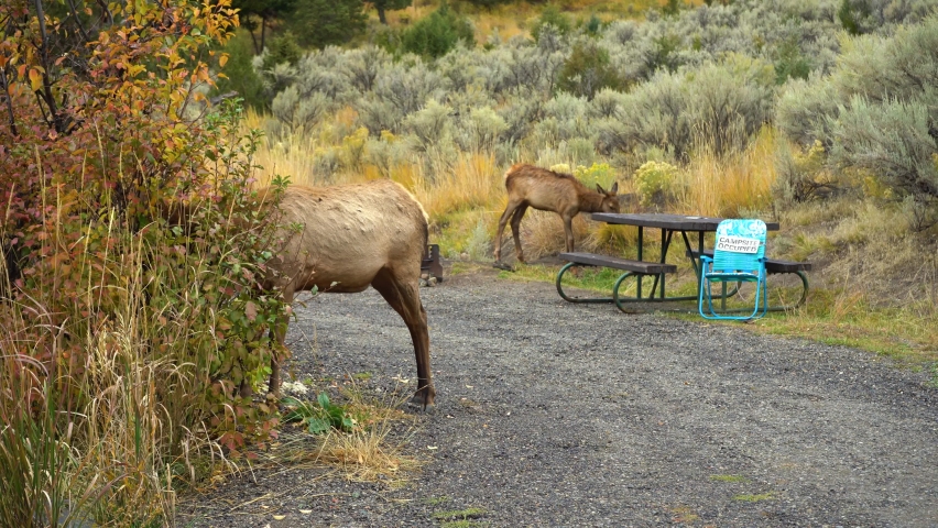 Elks in a Campsite in Yellowstone National Park. Wyoming, USA