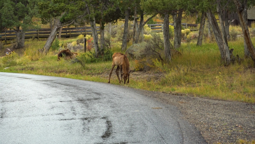 Elk Calve in Yellowstone National Park near Road. Wyoming, USA