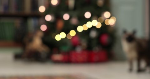 Cozy home holiday background with defocused brown Mekong Bobtail cat silhouette passing by Christmas tree. Bokeh christmas lights of Christmas tree at home. Out of focus holiday background