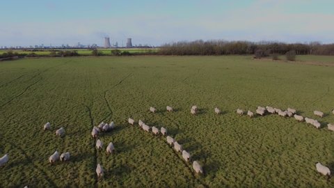 Drone filming sheep in Yorkshire. Filmed East Yorkshire. England. UK 28.11.2021