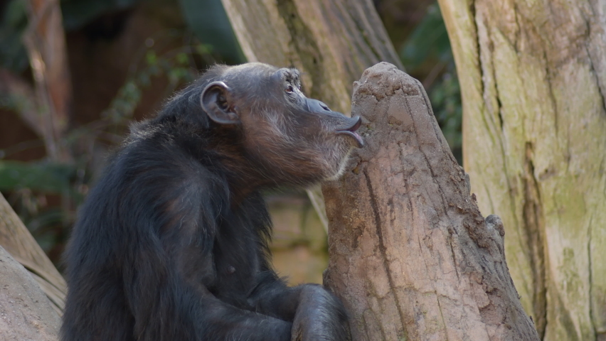 Chimpanzee talking and gesturing- Pan troglodytes Royalty-Free Stock Footage #1083973216