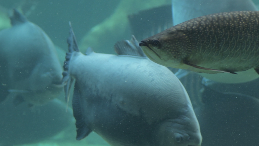 Skate fish and fishes in a aquarium - Potamotrygon motoro | Shutterstock HD Video #1083974119