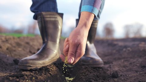 agriculture. farmer hands planting seeds. business a plant agriculture concept. farmer hands is planting seeds in the suburbs beginning of the seasonal agricultural work. garden business agriculture
