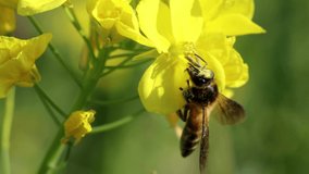 Honeybee busy in rape seed flower in spring field 4k clip from nature