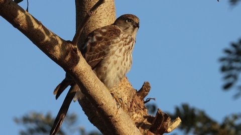 The besra (Accipiter virgatus), also called the besra sparrowhawk, is a bird of prey in the family Accipitridae. slow motion