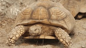The African spurred tortoise (Centrochelys sulcata) closeup 4k clip