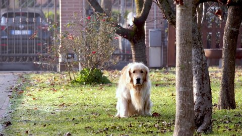 Brown dog golden retriever poop in the garden, steaming poop on the grass.
