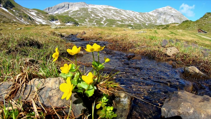 Idyllic creek with yellow buttercup flowers in a beautiful mountain landscape near Schladming in Austria