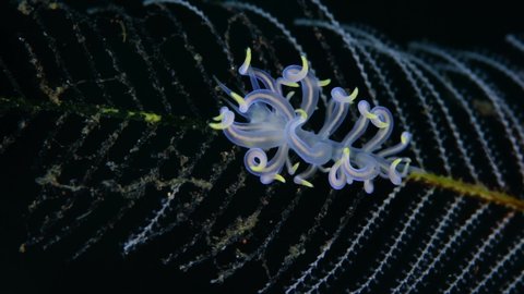 A tiny nudibranch (sea slug) - Trinchesia sp., feeding on a hydroid. Underwater macro world of Tulamben, Bali, Indonesia. 