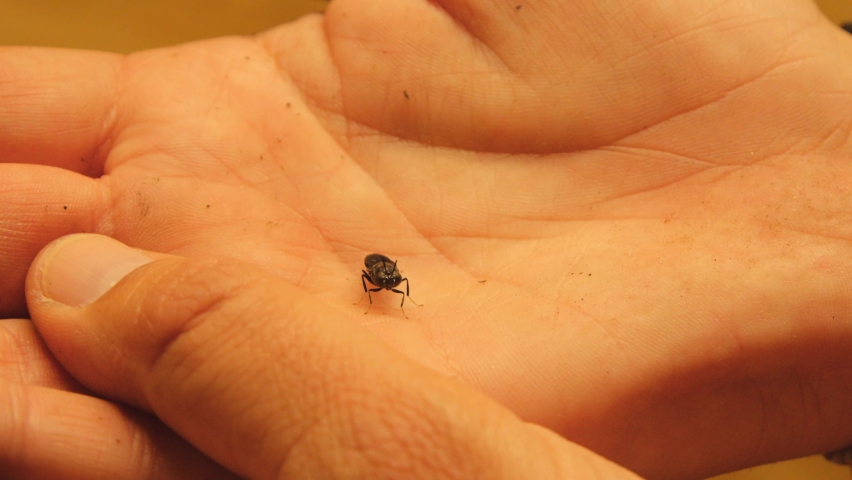 A horsefly on human palm in 4K