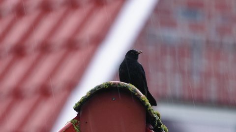 A crow perched on roof during rain