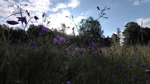 Wild campanula flowers bellflowers in summer meadow, time lapse