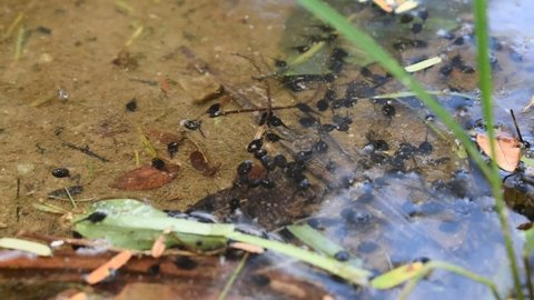 Tadpoles swimming in small lake