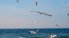 Seagulls and albatrosses soar in the sky over the sea coast. Video of the flying birds in the blue sky, 4k 60p