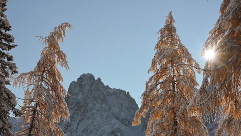 Picturesque landscape with orange larches covered by first snow on meadow Alpe di Siusi, Seiser Alm, Dolomites, Italy. Snowy mountains peaks on background. UHD 4k video
