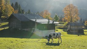 Cows in italian Dolomite Alps at autumn time. Piereni in Val Canali, Paneveggio natural park, Trentino, Dolomites, Italy. UHD 4k video