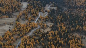 Top aerial view of famous Snake road near Passo Giau in Dolomite Alps. Winding mountains road in lush forest with orange larch trees and green spruce in autumn time. Dolomites, Italy. UHD 4k video