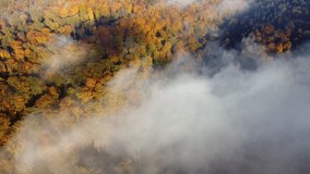 Steady aerial shot of fog drifting over beautiful colourful autumnal forest 