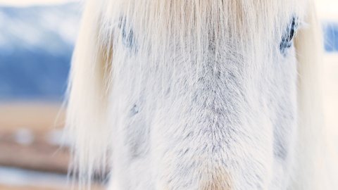 Portrait of an Icelandic White horse, close-up, Icelandic stallion posing in a field surrounded by scenic volcanic nature of Iceland. Furry animals in the wild, Mountain landscape