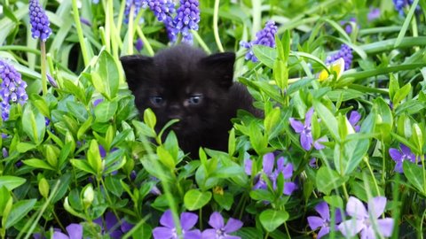 Cute kitten meowing in the grass against violet flowers. Adorable black baby cat with blue eyes. Close up. Garden background.