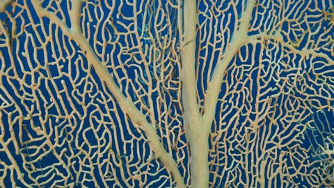 Details of the soft coral Giant Gorgonian or Sea fan (Subergorgia mollis). Close-up of coral. Camera moves sideway to the left side. 4K-60fps