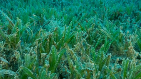 Camera moving forwards above seabed covered with green seagrass. Details of green seagrass. Underwater landscape with Halophila seagrass. 4K-60fps