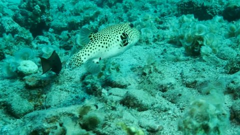 Close-up of Pufferfish swims near coral reef. Blackspotted Puffer (Arothron stellatus), 4K-60fps