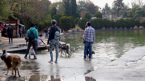 Mexico City, Mexico- December 2021: Dogs playing on the shore of a lake in the forest of Chapultepec, during the weekend, dog owners get together so that the pets can play.