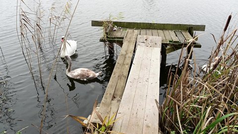 Swans swimming in winter in a small pond among the grass, a destroyed wooden pier for fishermen