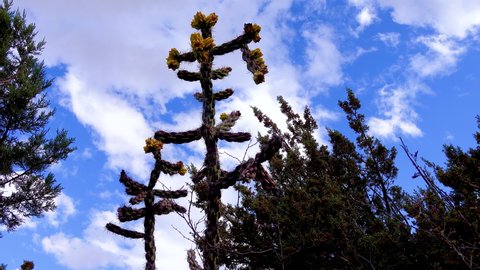 Tree cholla, walking stick cholla (Cylindropuntia imbricata), Yellow fruit. New Mexico, USA