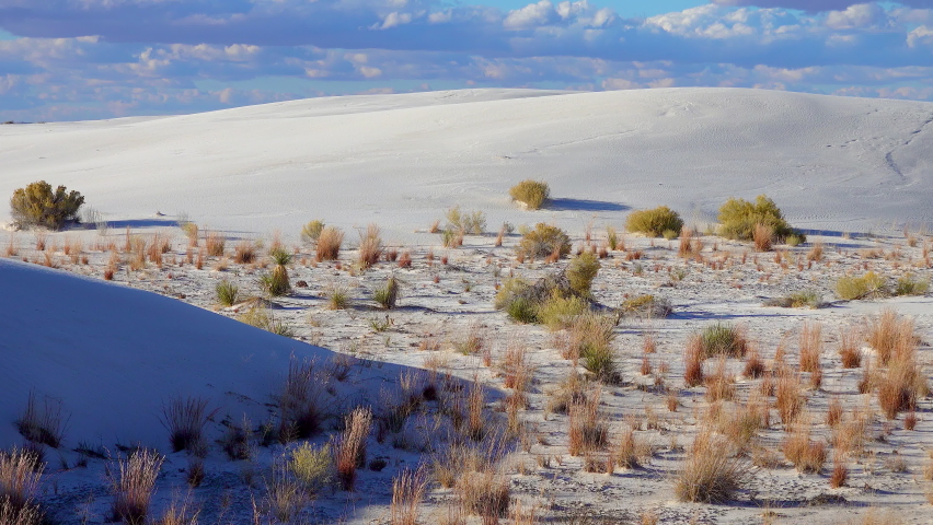 Dry desert plants on white gypsum sands. White Sands National Monument in New Mexico, USA