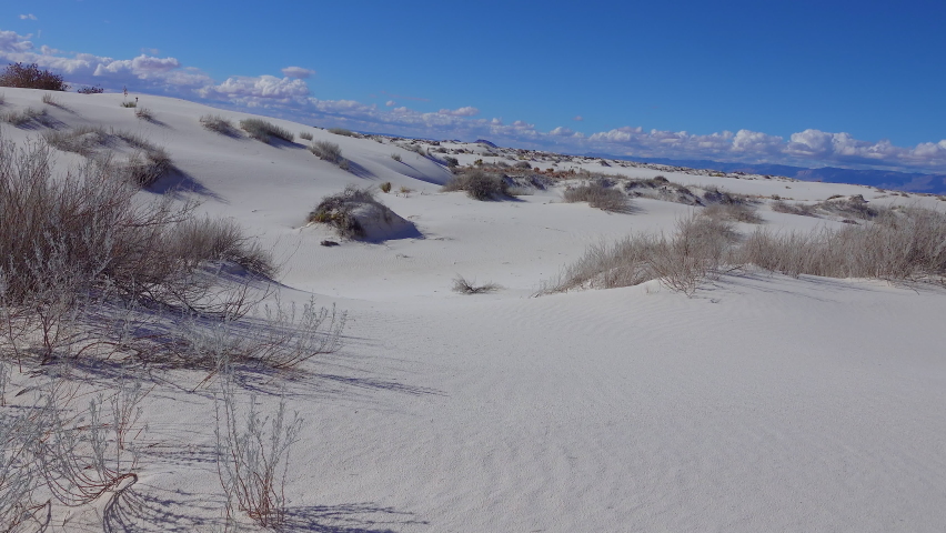 Dry desert plants on white gypsum sands. White Sands National Monument in New Mexico, USA
