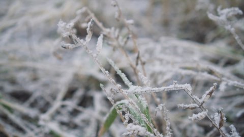 Camera movement over grass covered with frost and snow. Village life in winter. Concept of plants and nature in cold weather, blurred footage, selective focus.