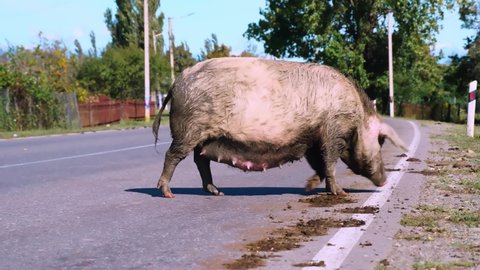 big dirty pig in liquid clay walks along an asphalt road in countryside. She is pregnant and waiting for litter of piglets. She has big tits and nipples. It is dangerous to walk on road with cars.