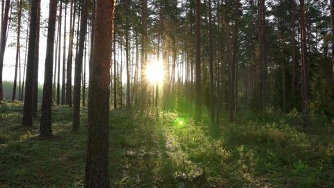 Sun light beams filtering through coniferous forest tree branches.