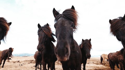 Slow motion curious funny small Iceland horses looking straight into camera. Adorable brown wild horses close up. Cute horses muzzles with big eyes and a mane waving in strong wind. Iceland travel 