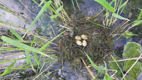 Bird's Nest Guide. Nidology. Great-crested grebe (Podiceps cristatus) floating nest in reed beds of southern eutrophic lake with abundance of common reed (Phragmites australis)