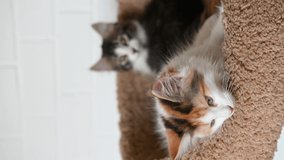two cute beautiful domestic cat kitten close-up looking at the camera at home video in vertical format. High quality 4k footage