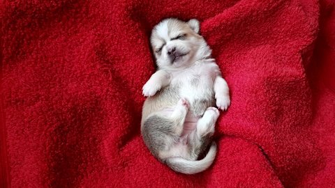 a tiny newborn chihuahua puppy of white color sleeps on a red background. he has dreams .the dog is shaking.