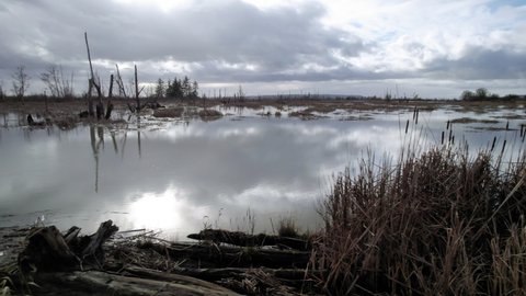 Wetlands Cinematic Dolly by Cattails with Swamp Water Reflecting Clouds. Zooming drone video of marsh in Washington State