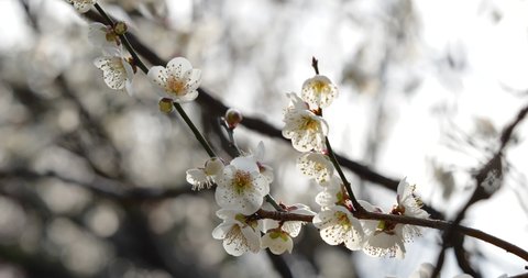 Fixed photography video of White plum blossoms.
This flower is called "UME" or “UME blossom" in Japanese.