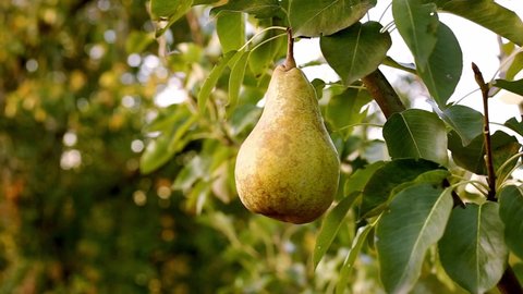 Woman picks pear fruit. Female hand picks ripe pear. Ripe yellow pear on branch of tree in orchard for food outside. Crop fruit, Harvesting pears in summer garden. Eco, farm products.