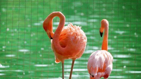 The pink flamingo, or common flamingo is a species of bird from the order Flamingo-like. The plumage of adult males and females is pale pink, the wings are purple-red, the flight feathers are black.